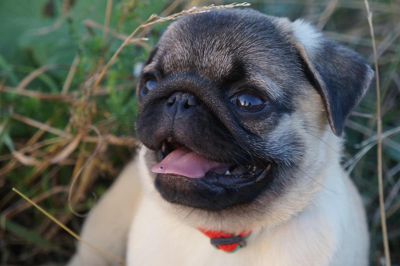 Pug Dog